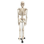 Skeleton w/ Key 33IN