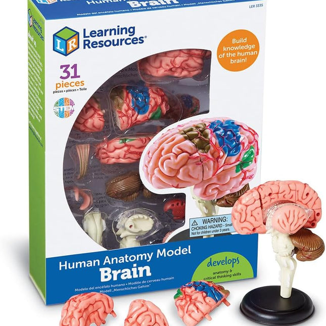 Human Anatomy Model, Brain