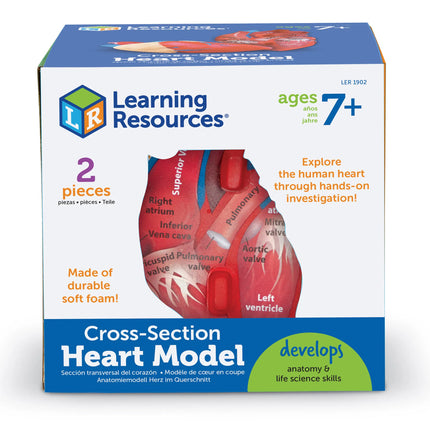 Soft Foam Cross-Section Human Heart Model