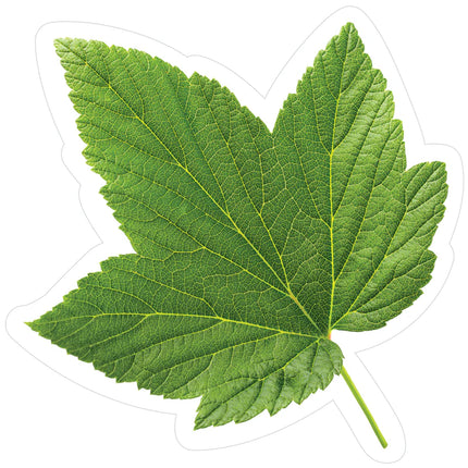 Woodland Whimsy Green Leaf Accents