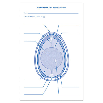 Chick Life Cycle Exploration Set