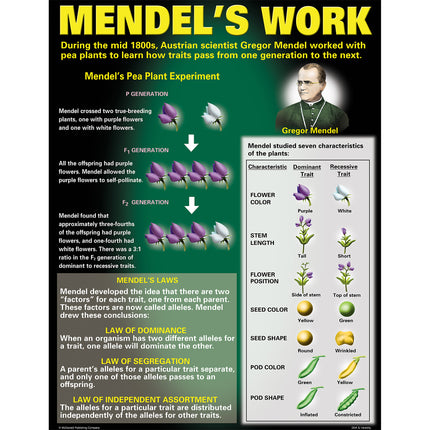 DNA & Heredity Posters, Set of 4