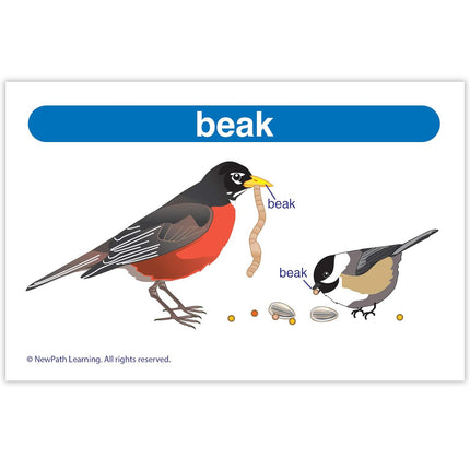 Science Vocabulary Builder Flash Card Set, Grades 1-2