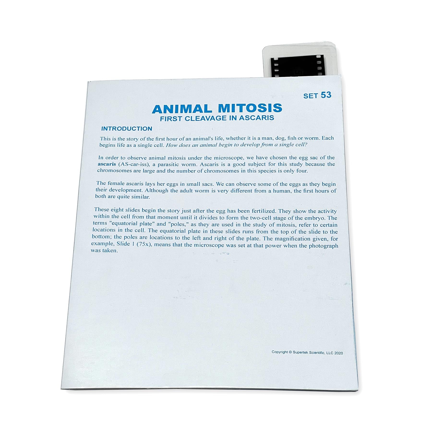Microslide Label Microslide, Animal Mitosis, 35mm – ES School Supply