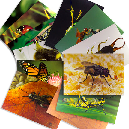 Insects & Bugs Real Life Learning Poster Card Set, Set of 14
