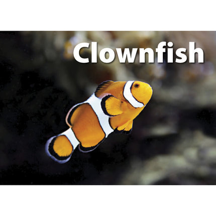 Photographic Memory Matching Game, Sea Life