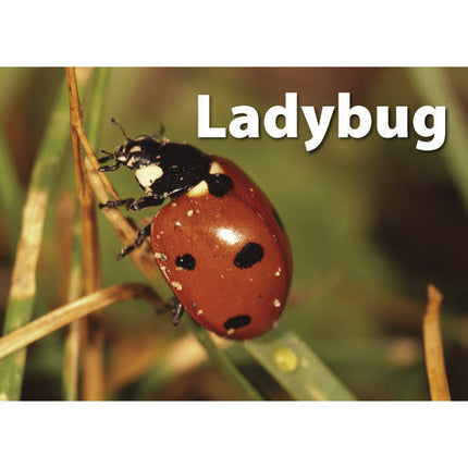 Photographic Memory Matching Game, Insects & Bugs