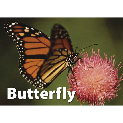 Photographic Memory Matching Game, Insects & Bugs