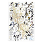 Bird Migration, Western Hemisphere Map, Laminated, 20.25" x 31.25"
