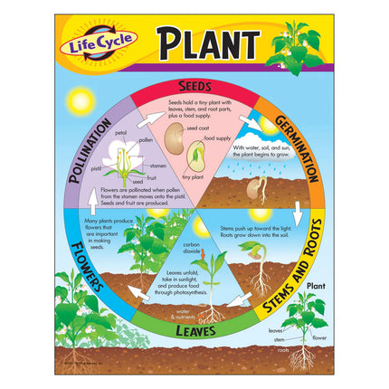 Life Cycle of a Plant