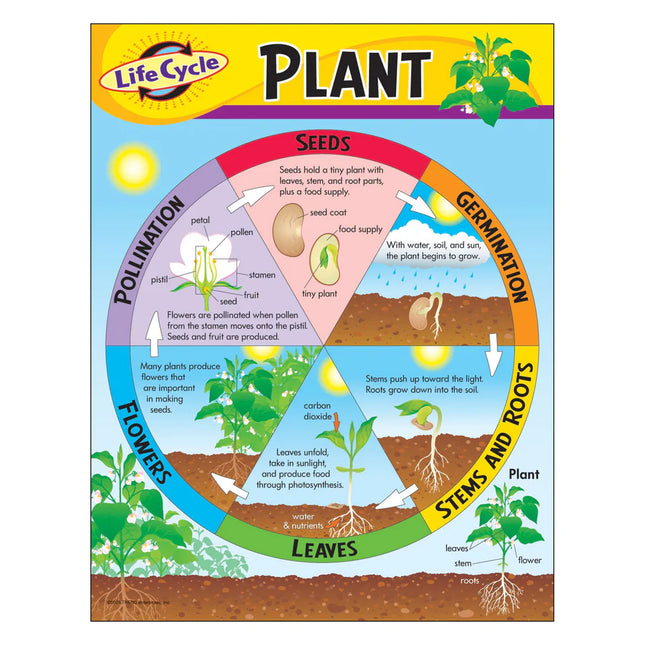 Life Cycle of a Plant